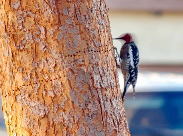 Why Do Woodpeckers Peck Trees? The Real Reason Explained
