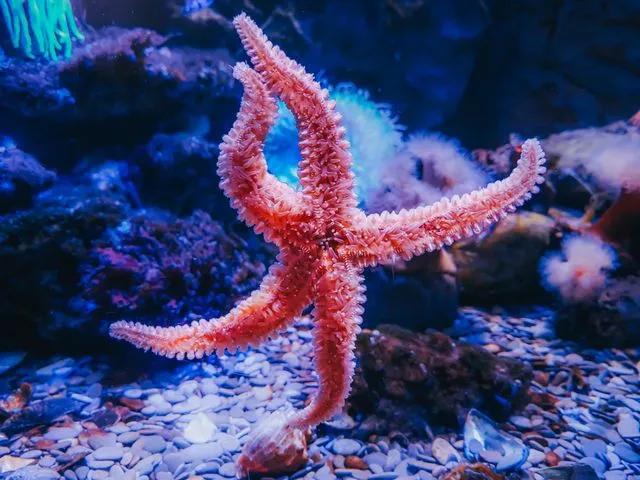 How Do Starfish Regrow Their Arms? Amazing Regeneration Explained