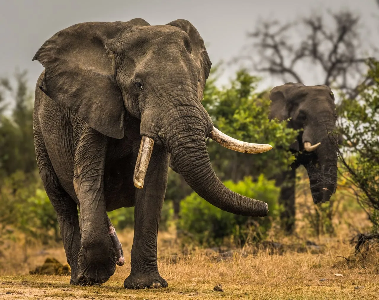 How strong is an elephant? Learn how its trunk, body, legs, and tusks give this giant animal incredible strength and control.