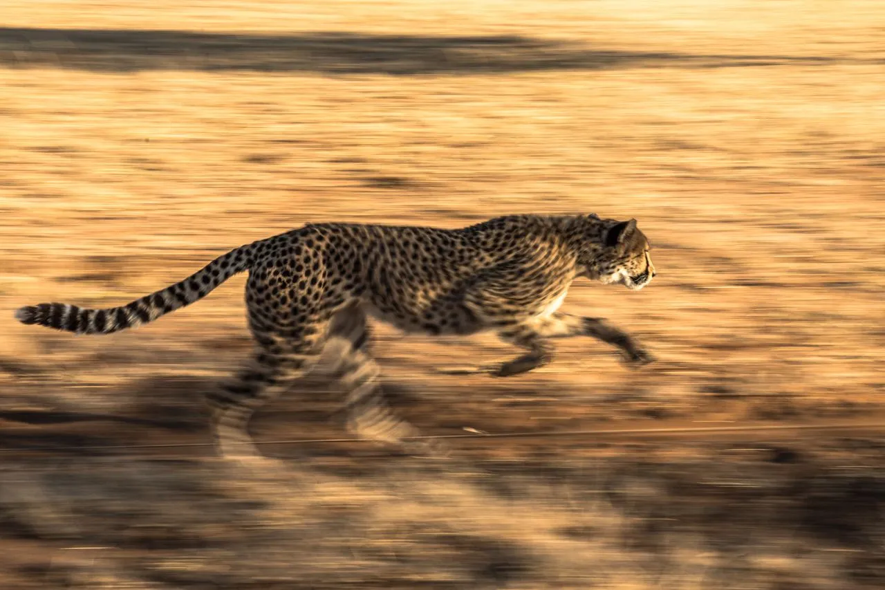 How Fast can a Cheetah Run in Miles