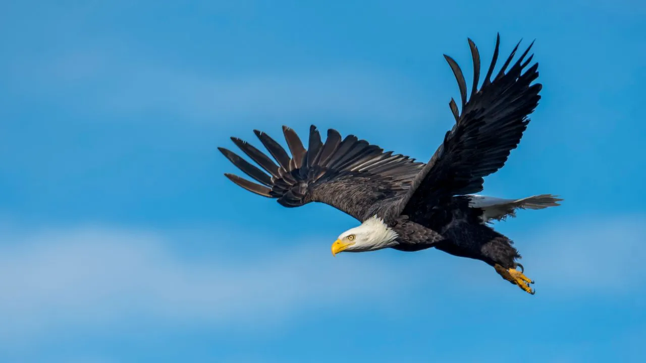 How Far Can an Eagle See? The Amazing Vision of Birds of Prey