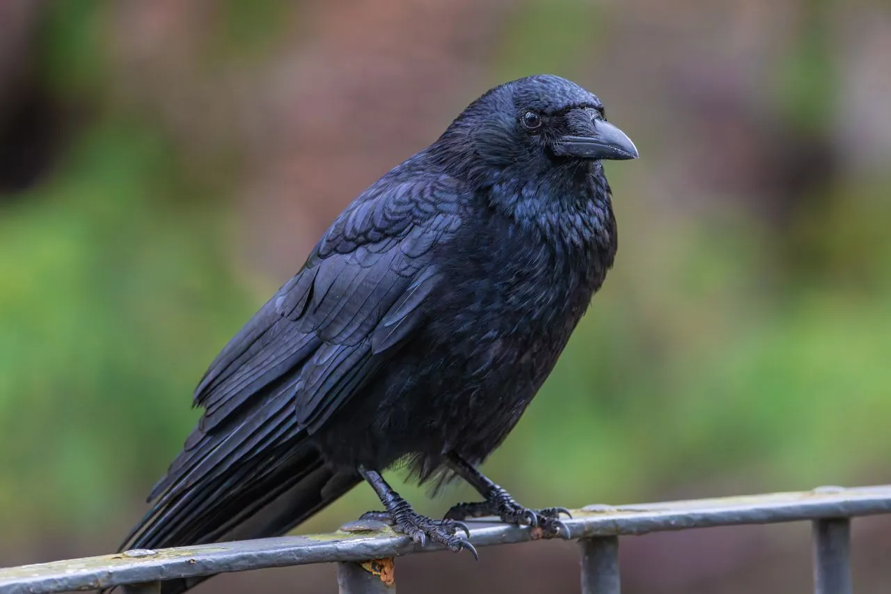 How Intelligent Are Crows?