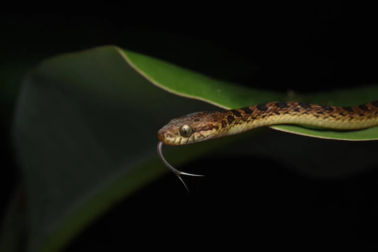 How Do Snakes Smell Without a Nose? The Amazing Jacobson's Organ Explained