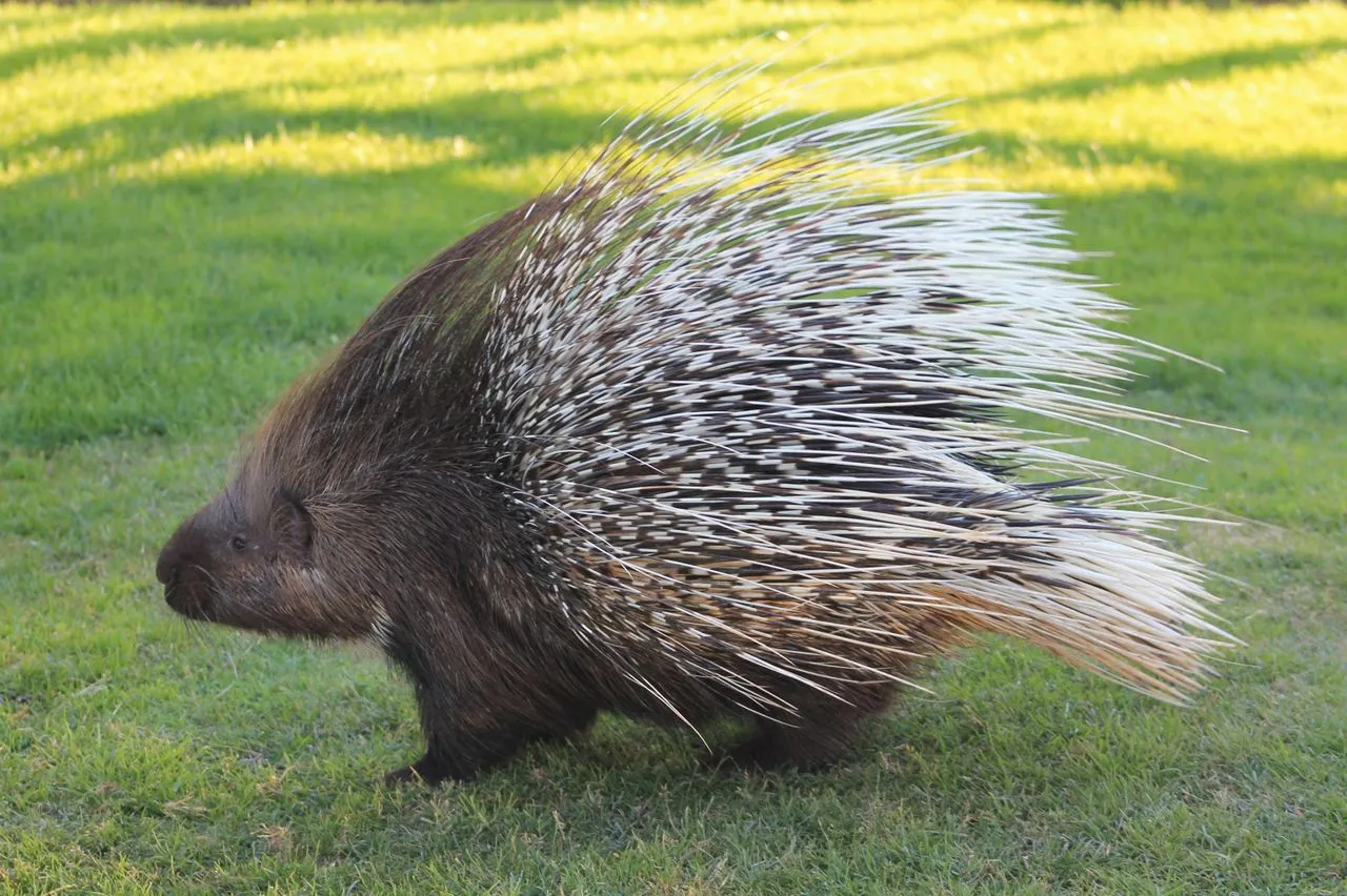 How Do Porcupines Defend Themselves?