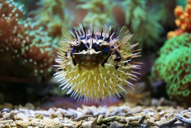 How Do Pufferfish Protect Themselves?