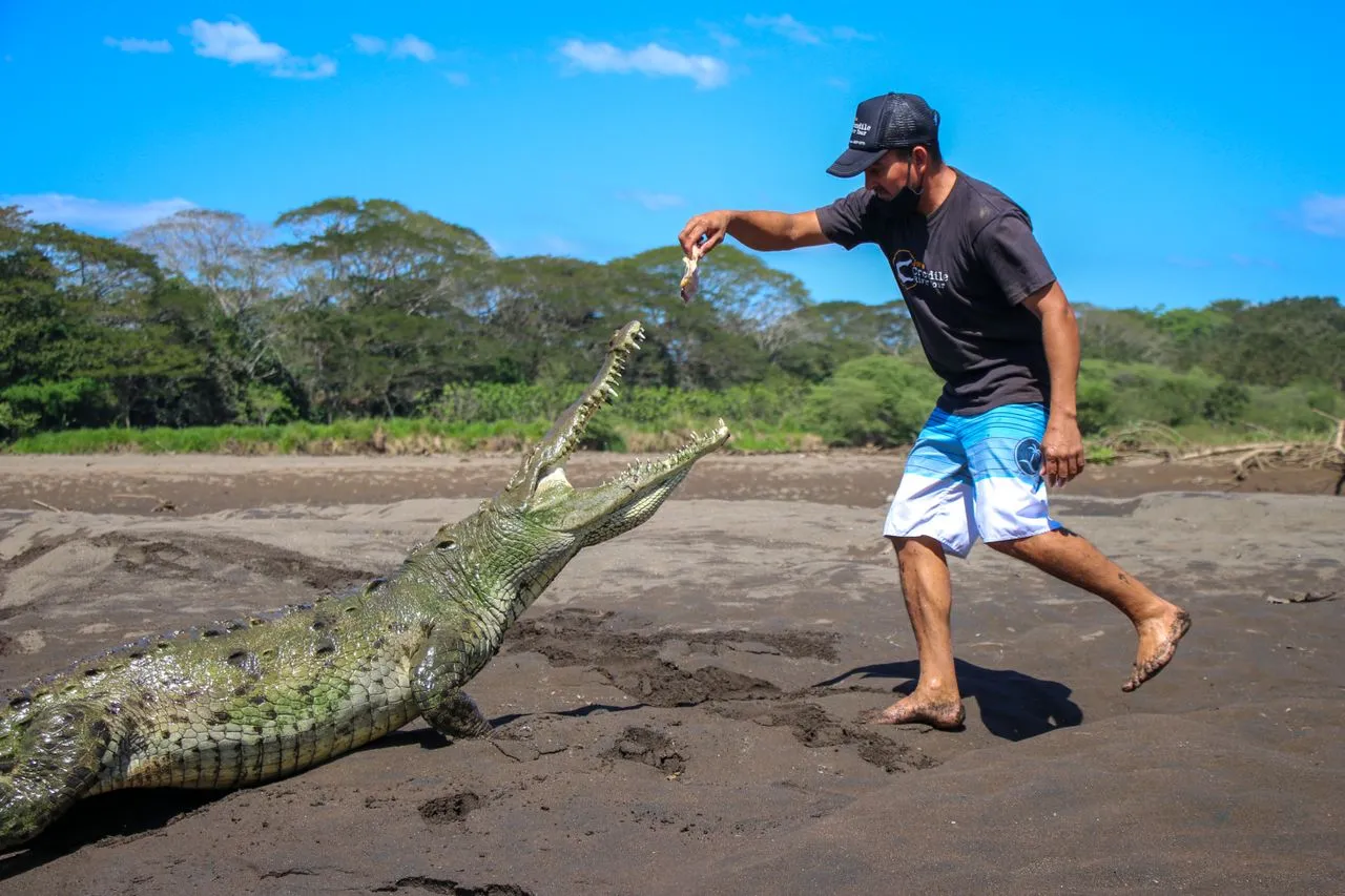 How Strong Is a Crocodile's Bite