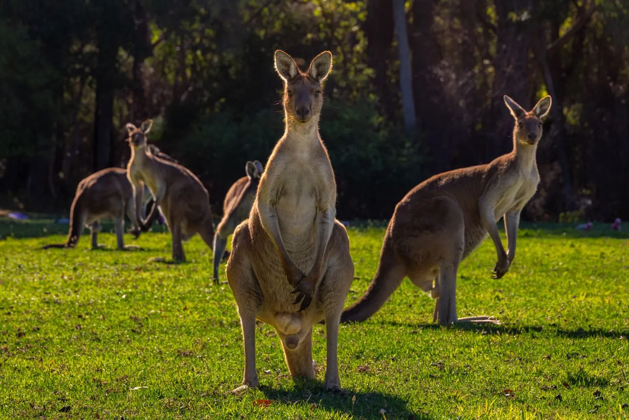How Strong Is a Kangaroo? The Power Behind Its Powerful Kicks