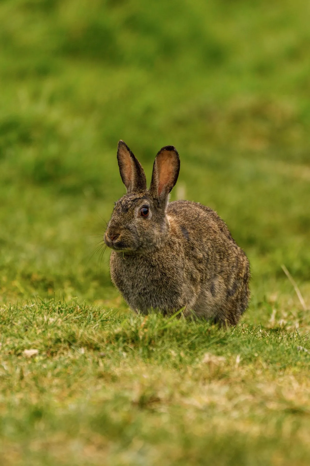 Why Do Rabbits Thump? The Meaning Behind This Strange Behavior