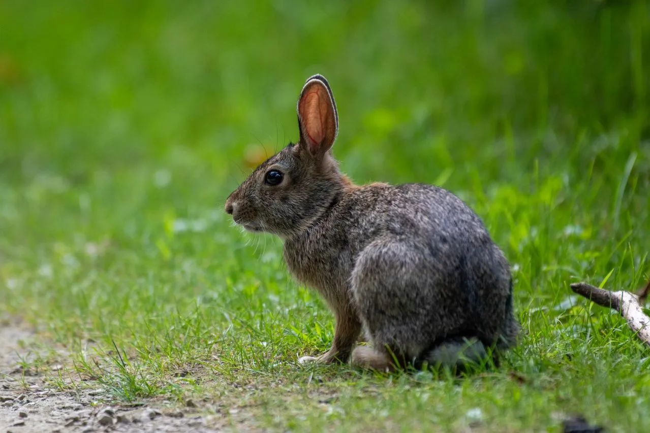 Why Do Rabbits Thump? The Meaning Behind This Strange Behavior