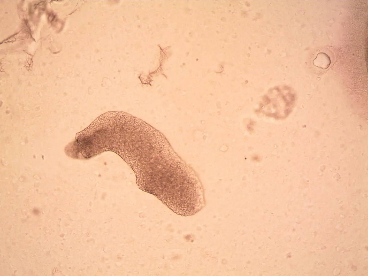 How Do Tardigrades Survive in Space? The Science Behind Their Amazing Survival Skills